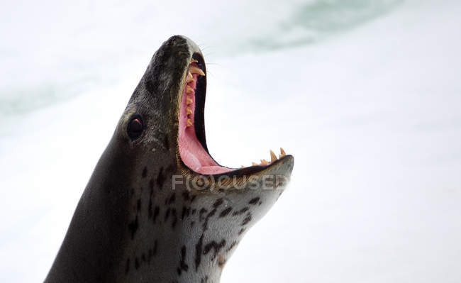 Testa di foca leopardata con bocca aperta, colpo ravvicinato — Foto stock