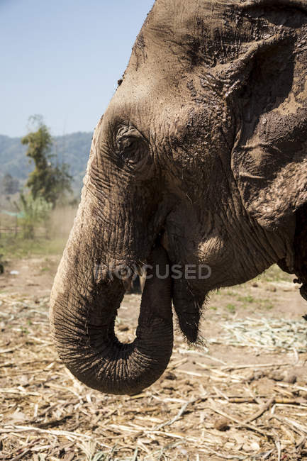 Elefant im Park in Thailand — Stockfoto