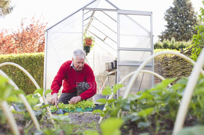 Старший чоловік саджає в сад — стокове фото