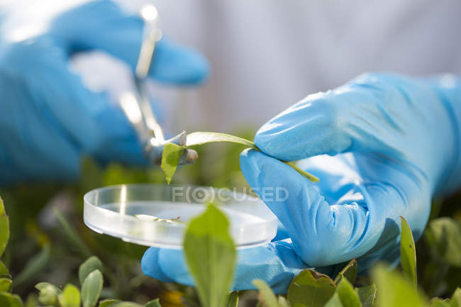 Close up of female scientist hands cutting leaf sample into petri dish — Stock Photo