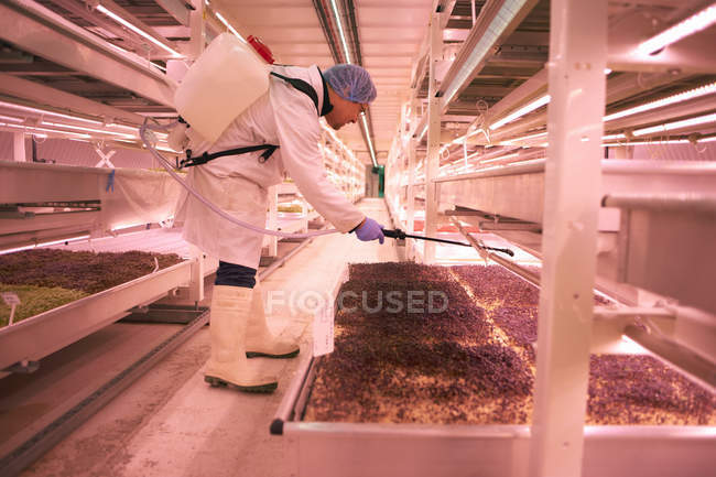 Männlicher Arbeiter, der sich beugt, um Mikro-Grünzeug in unterirdischer Tunnelkinderstube zu sprühen, London, Großbritannien — Stockfoto