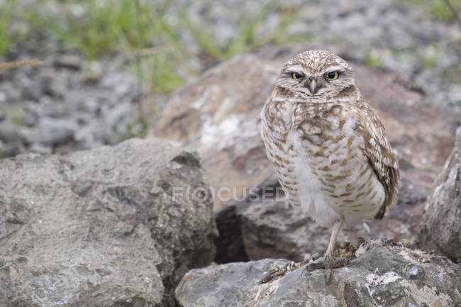 Burrowing Owl standing on stones, Berkeley, Califórnia, EUA — Fotografia de Stock