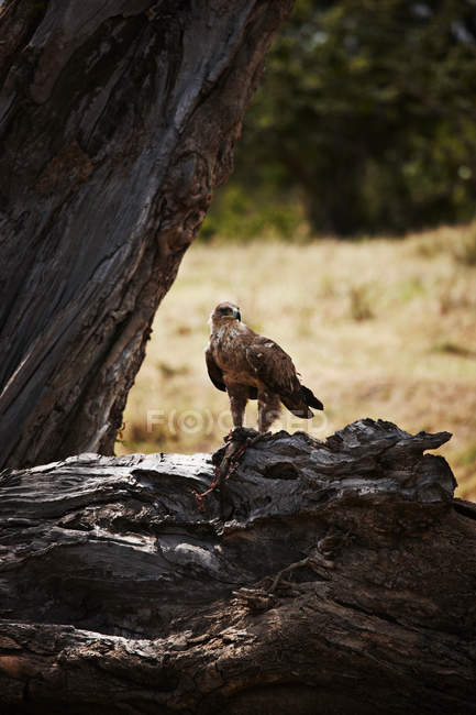 Bird of prey perched — Stock Photo