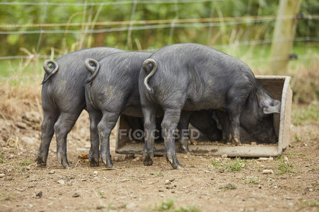 Rear view of piglets on farm feeding from trough — Stock Photo
