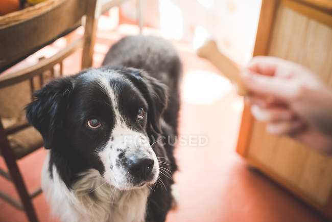 Portrait of dog staring at owners hand and dog biscuit — Stock Photo