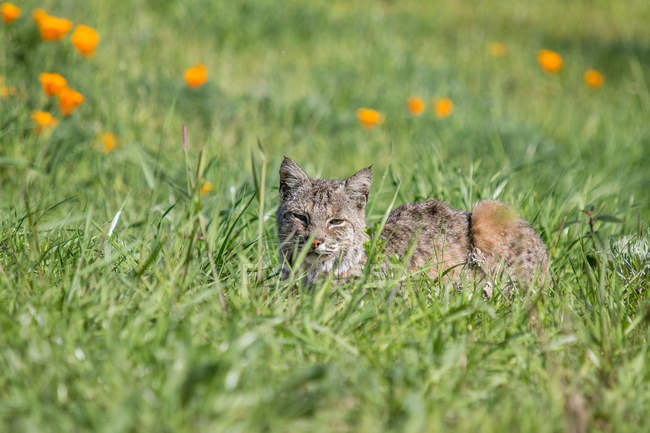 Bobcat descansando na grama verde em luz solar brilhante — Fotografia de Stock