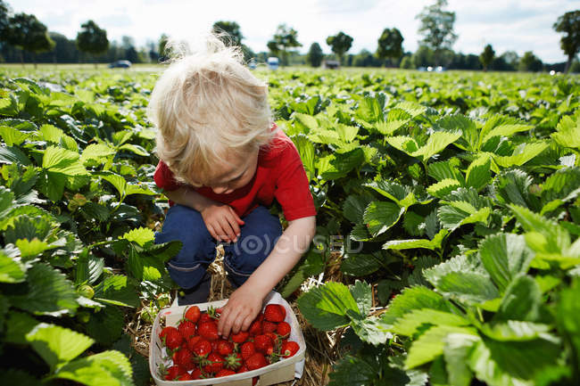 Хлопчик збирає полуницю в полі — стокове фото