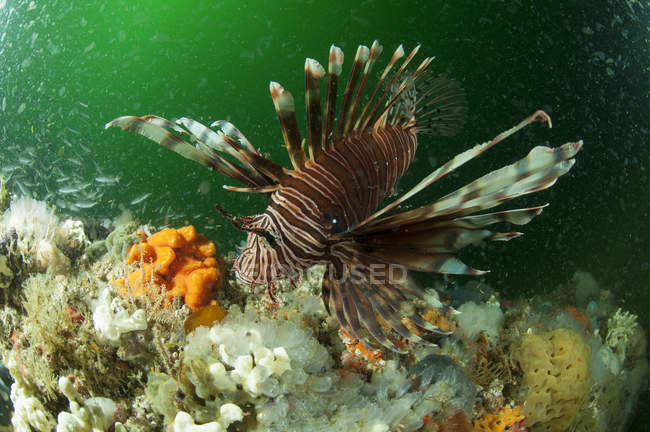 Pez león nadando en el arrecife de coral bajo el agua - foto de stock