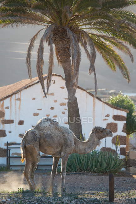 Cammello in piedi all'alba, La Oliva, Fuerteventura, Spagna — Foto stock