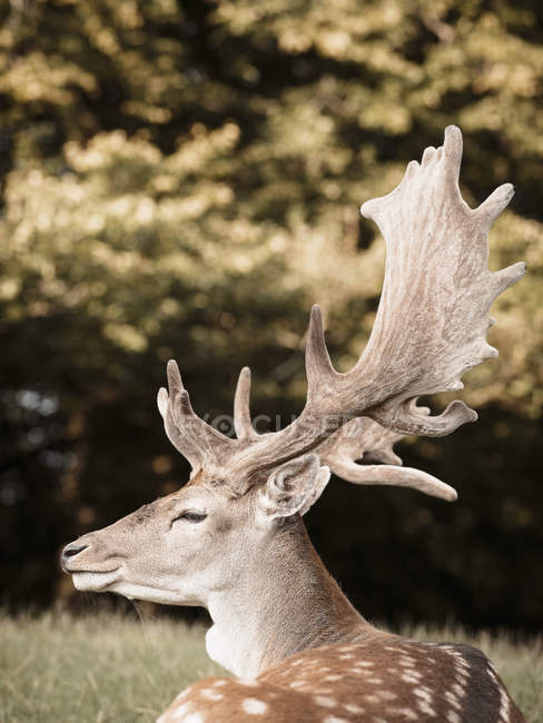 Retrato de ciervo, vista lateral, Aarhus, Dinamarca - foto de stock