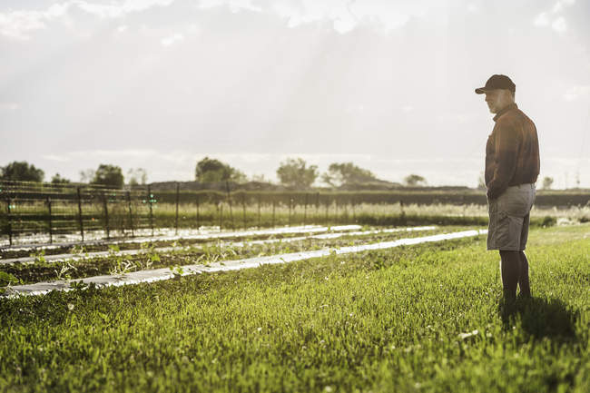 Visão lateral de comprimento total do homem em pé no campo da fazenda olhando para longe — Fotografia de Stock