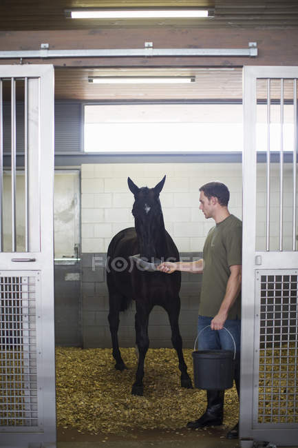 Мужчина-конюх кормит черную лошадь в конюшне — стоковое фото
