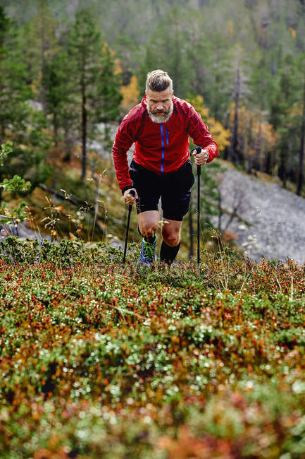 Trail runner ascending steep hill with trekking poles, Kesankitunturi, Lapland, Finlândia — Fotografia de Stock