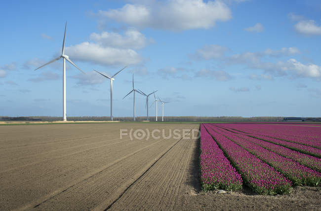 Ветряные турбины в поле с цветущими цветами — стоковое фото