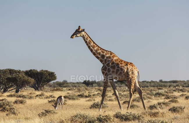 Газель и жираф пасутся на равнинах с голубым небом — стоковое фото