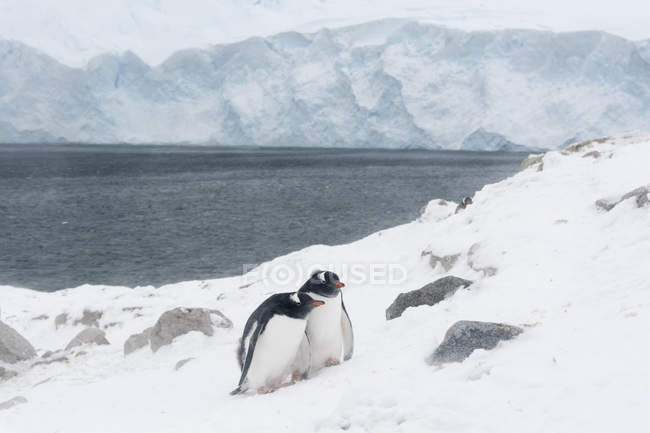Dos pingüinos gentoo en la nieve cerca del océano antártico, antártica - foto de stock