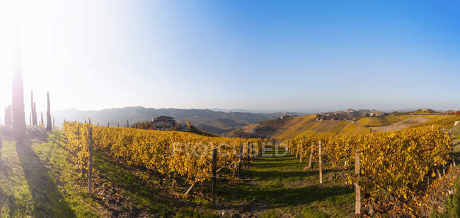 Reihen goldener Herbstweinberge bei Sonnenaufgang, langhe, piemont, italien — Stockfoto