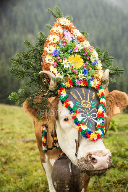 Vaca com cobertura para a cabeça — Fotografia de Stock