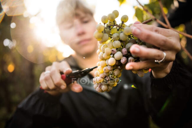 Close up of woman cutting grapes from vine in vineyard — Stock Photo