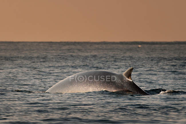 FIN китів, що розвиваються з води на заході сонця — стокове фото