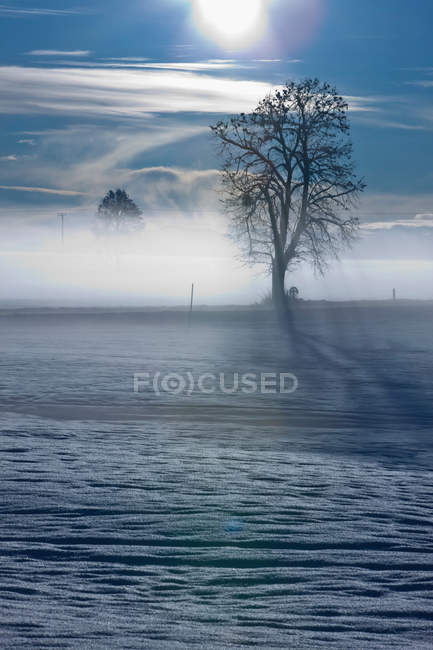 Snowcapped misty landscape with tree in sunlight — Stock Photo