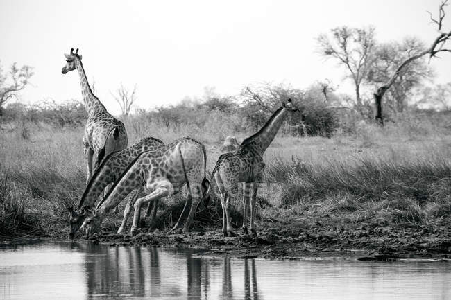 Photo noir et blanc de girafes eau potable à la rivière, delta de l'Okavango, Botswana — Photo de stock