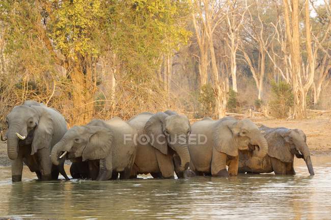 Elefanti africani o Loxodonta africana a mana piscine parco nazionale, zimbabwe — Foto stock
