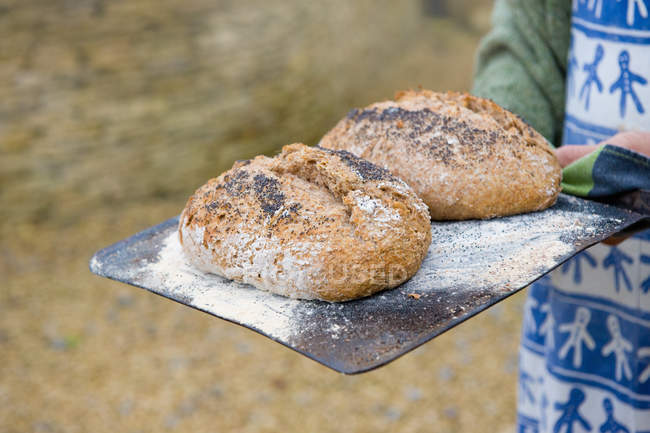 Cropped image of baker holding tray with bread loafs — Stock Photo