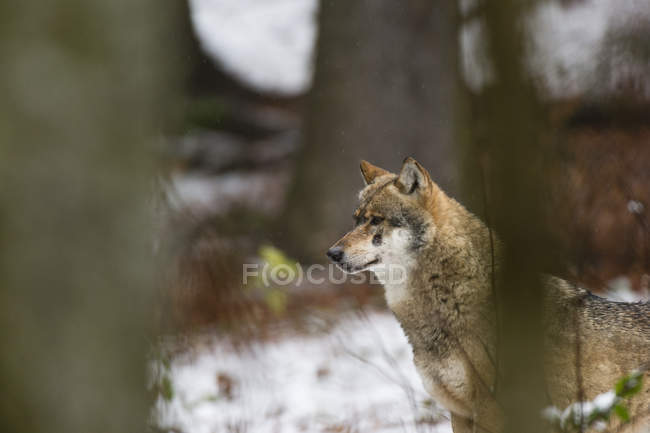 Floresta nevada de lobo cinzento, Parque Nacional da Floresta da Baviera, Baviera, Alemanha — Fotografia de Stock
