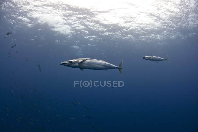 Underwater view of swimming wahoo fish — Stock Photo