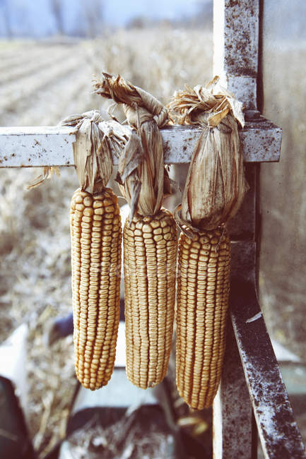 Close up of harvested corn cobs tied onto machine in field — Stock Photo