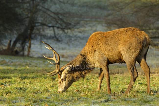 Side view of Red Deer grazing on field in windsor great park, united kingdom — Stock Photo