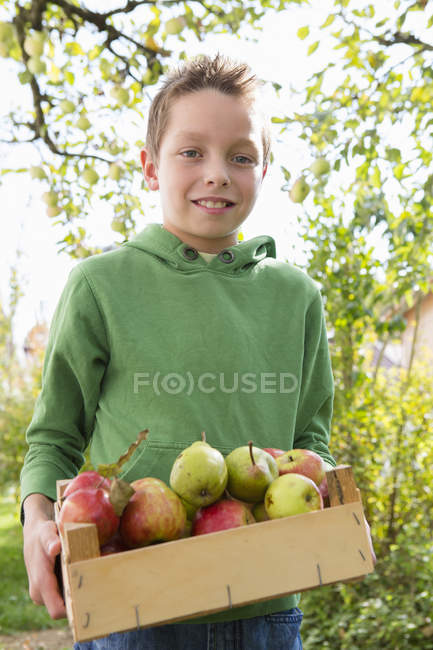 Porträt eines Jungen mit einer Kiste voller Äpfel im Obstgarten — Stockfoto