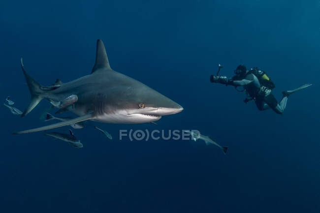Scuba diver filming Oceanic Blacktip Shark (Carcharhinus Limbatus), Aliwal Shoal, South Africa — стокове фото