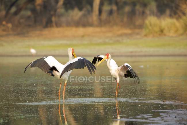 Cigüeñas de pico amarillo o Mycteria ibis en un pozo de agua al amanecer, Mana Pools, Zimbabue, África . - foto de stock