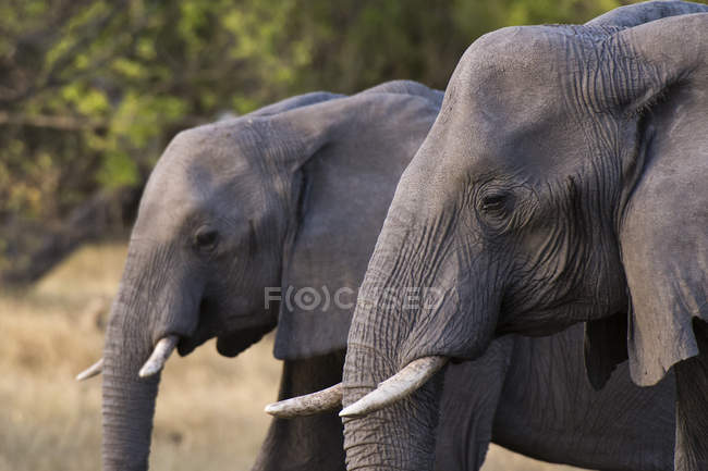 Dos elefantes caminando, concesión Khwai, delta del Okavango, Botswana - foto de stock