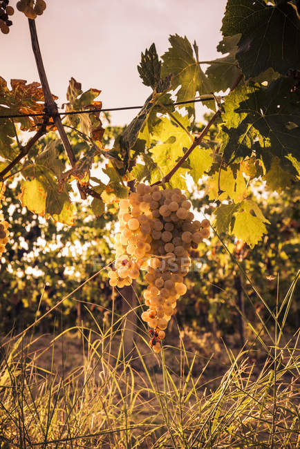 Uvas maduras en vid al atardecer, La Marche, Italia - foto de stock