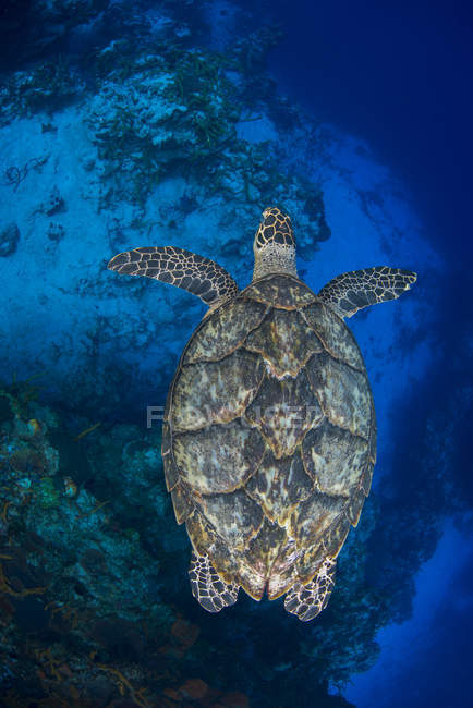 Черепаха плавает под голубой водой — стоковое фото
