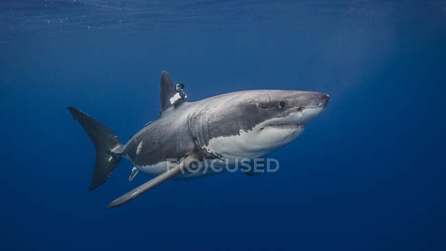 Great White shark swimming under water with camera clamped on fin — Stock Photo