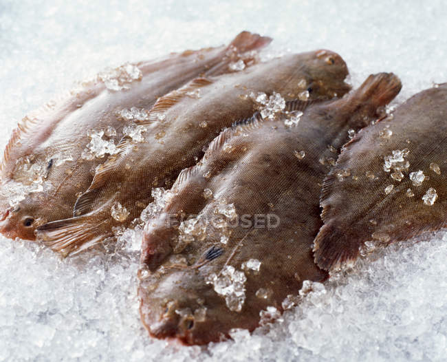 Raw whole dover sole on crushed ice — Stock Photo