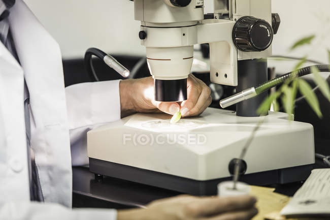 Fotografía recortada del científico utilizando microscopio en el laboratorio del centro de investigación de crecimiento de plantas - foto de stock