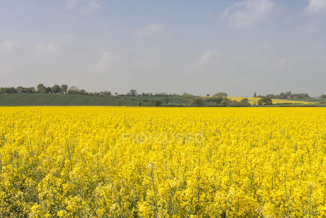 Scenic view of Oil-seed Rape plants in bloom — Stock Photo