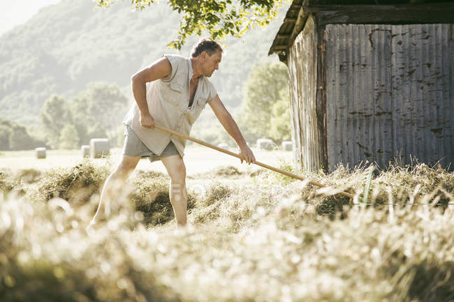Campesino maduro rastrillando cosecha en el campo - foto de stock