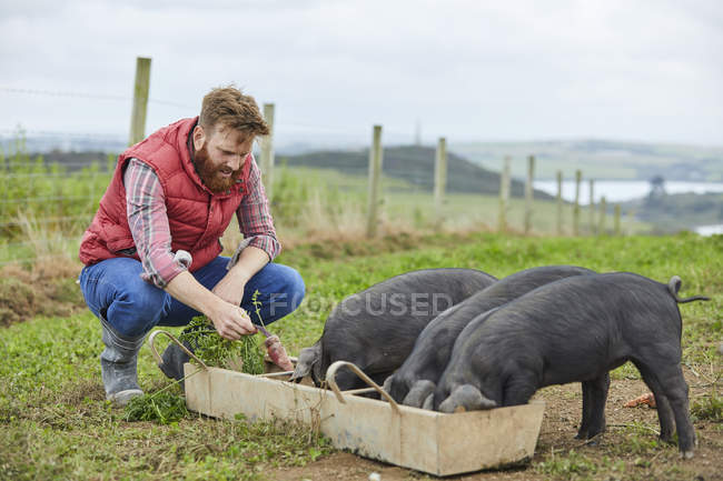 Mann auf Bauernhof füttert Ferkel — Stockfoto
