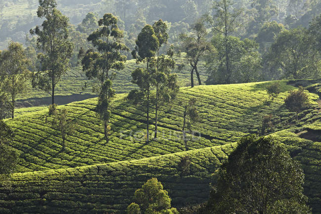 Vue aérienne de la plantation de thé, Kerala, Inde — Photo de stock