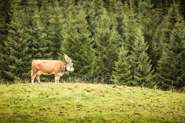 Vista laterale della mucca che indossa copricapo in campo erboso — Foto stock