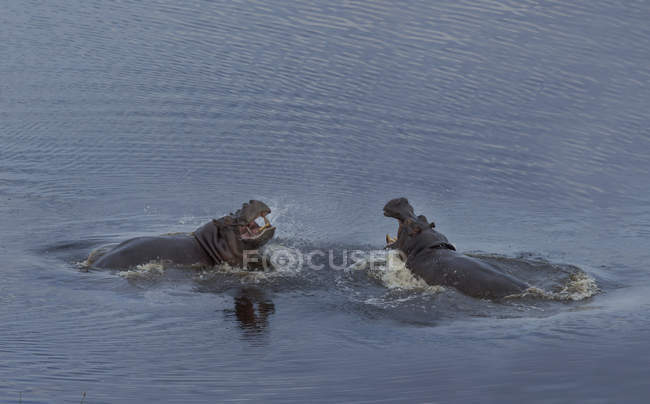 Lucha contra hipopótamos o anfibios hipopótamos en el agua, botswana, África - foto de stock