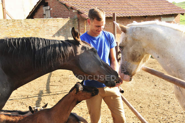 Young man feeding small group of horses and goats in paddock — Stock Photo