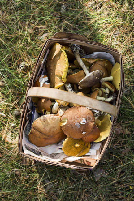 Basket of variety of foraged mushrooms on grass in sunlight — Stock Photo