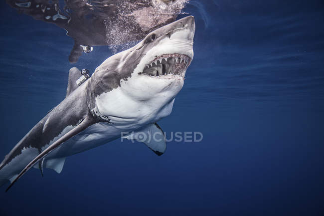 Велика біла акула, плавання під водою — стокове фото